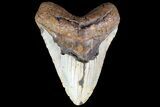 Fossil Megalodon Tooth - North Carolina #83975-1